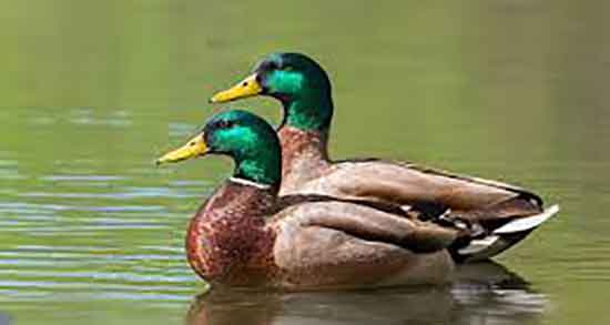 فواید گوشت اردک چیست و خاصیت مصرف گوشت اردک برای بدن فواید گوشت اردک چیست ؛ خاصیت مصرف گوشت اردک برای بدن