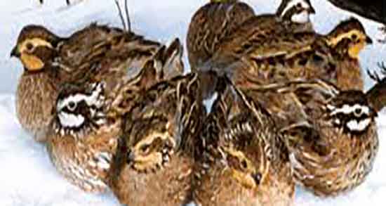 فواید گوشت بلدرچین برای کودکان ؛ خواص گوشت بلدرچین برای اطفال فواید گوشت بلدرچین برای کودکان ؛ خواص گوشت بلدرچین برای اطفال