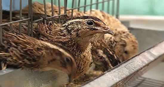 فواید گوشت بلدرچین چیست و خواص گوشت بلدرچین برای کرونا فواید گوشت بلدرچین چیست ؛ خواص گوشت بلدرچین برای کرونا