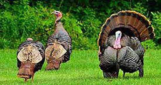 فواید گوشت بوقلمون چیست و خاصیت مصرف گوشت بوقلمون چیست فواید گوشت بوقلمون چیست ؛ خاصیت مصرف گوشت بوقلمون چیست