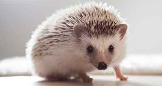 فواید گوشت جوجه تیغی و فواید گوشت جوجه تیغی برای سرطان فواید گوشت جوجه تیغی ؛ فواید گوشت جوجه تیغی برای سرطان