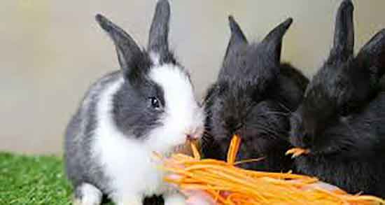 فواید گوشت خرگوش وحشی و ایا گوشت خرگوش وحشی برای بدن مفیده فواید گوشت خرگوش وحشی ؛ ایا گوشت خرگوش وحشی برای بدن مفیده