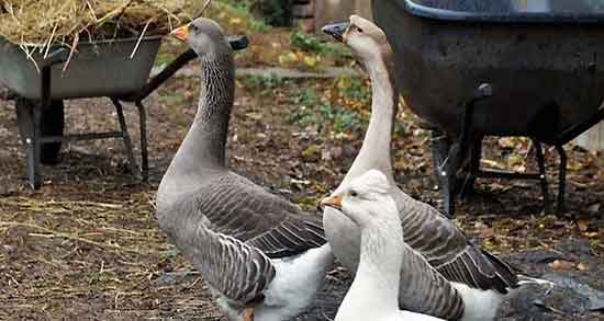 فواید گوشت غاز و خاصیت گوشت غاز تازه در دوران بارداری چیست فواید گوشت غاز ؛ خاصیت گوشت غاز تازه در دوران بارداری چیست
