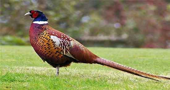 فواید گوشت قرقاول و آشنایی با خواص درمانی مصرف گوشت قرقاول فواید گوشت قرقاول ؛ آشنایی با خواص درمانی مصرف گوشت قرقاول