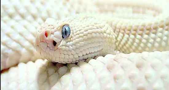 فواید گوشت مار چیست و تاثیر خوردن گوشت مار برای سلامتی بدن فواید گوشت مار چیست ؛ تاثیر خوردن گوشت مار برای سلامتی بدن