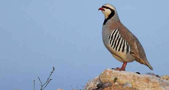 فواید گوشت کبک و آشنایی با خواص درمانی و فواید مصرف گوشت کبک فواید گوشت کبک ؛ آشنایی با خواص درمانی و فواید مصرف گوشت کبک