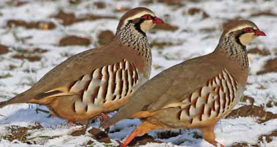 فواید گوشت کبک کوهی و خاصیت خوردن گوشت کبک کوهی برای حفظ سلامت قلب و تقویت حافظه فواید گوشت کبک کوهی ؛ خاصیت خوردن گوشت کبک کوهی برای حفظ سلامت قلب و تقویت حافظه