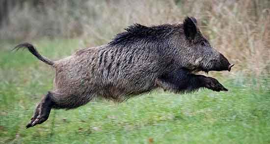فواید گوشت گراز وحشی و آشنایی با خاصیت خوردن گوشت گراز وحشی فواید گوشت گراز وحشی ؛ آشنایی با خاصیت خوردن گوشت گراز وحشی