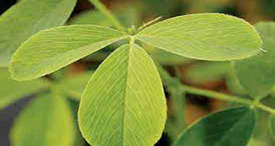 فواید یونجه برای اسب و خاصیت دادن یونجه به اسب های ورزشی فواید یونجه برای اسب ؛ خاصیت دادن یونجه به اسب های ورزشی