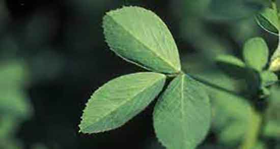 فواید یونجه برای دام ؛ خواص یونجه سبز برای دام و طیور چیست فواید یونجه برای دام ؛ خواص یونجه سبز برای دام و طیور چیست