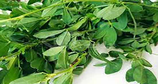 فواید یونجه برای زمین ؛ خاصیت کاشت یونجه بهاره در زمین کشاورزی فواید یونجه برای زمین ؛ خاصیت کاشت یونجه بهاره در زمین کشاورزی