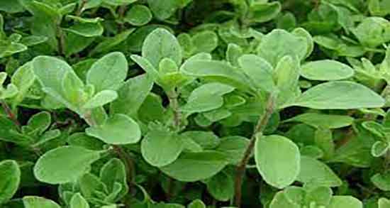 فواید یونجه در بارداری ؛ خاصیت خوردن یونجه در دوران بارداری چیست فواید یونجه در بارداری ؛ خاصیت خوردن یونجه در دوران بارداری چیست