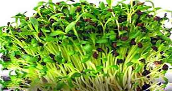 فواید یونجه در طب سنتی ؛ خواص گیاه یونجه از نظر طب سنتی چیست فواید یونجه در طب سنتی ؛ خواص گیاه یونجه از نظر طب سنتی چیست