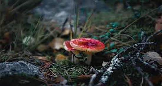 قارچ گانودرما برای دیابت ؛ طریقه مصرف قارچ گانودرما برای دیابت قارچ گانودرما برای دیابت ؛ طریقه مصرف قارچ گانودرما برای دیابت