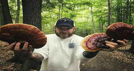 قارچ گانودرما برای چی خوبه ؛ خواص قارچ گانودرما برای پوست قارچ گانودرما برای چی خوبه ؛ خواص قارچ گانودرما برای پوست