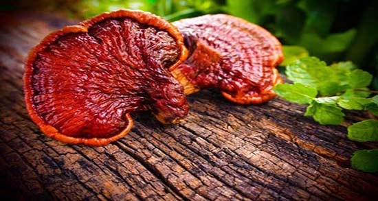 قارچ گانودرما در طب سنتی ؛ مضرات قارچ گانودرما در طب سنتی قارچ گانودرما در طب سنتی ؛ مضرات قارچ گانودرما در طب سنتی