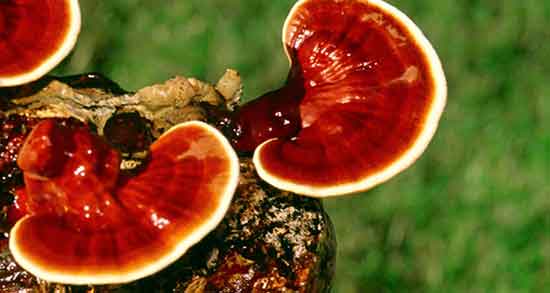 قارچ گانودرما در کجا رشد میکند ؛ قارچ گانودرما در چه مناطقی رشد میکند قارچ گانودرما در کجا رشد میکند ؛ قارچ گانودرما در چه مناطقی رشد میکند