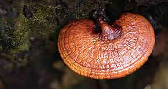 قارچ گانودرما و خواص آن ؛ خواص قارچ گانودرما برای دیابت قارچ گانودرما و خواص آن ؛ خواص قارچ گانودرما برای دیابت