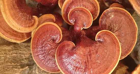 قارچ گانودرما چه فوایدی دارد ؛ خواص قارچ گانودرما برای لاغری قارچ گانودرما چه فوایدی دارد ؛ خواص قارچ گانودرما برای لاغری