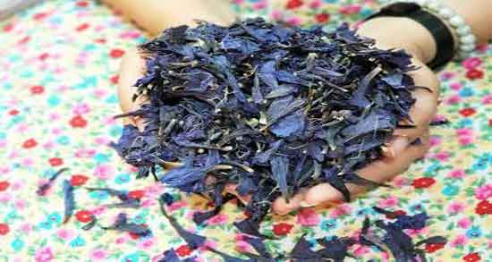 قاعدگی با گل گاوزبان ؛ خاصیت استفاده از دمنوش گل گاو زبان برای پریود شدن گل گاو زبان قاعده آور است ؛ خاصیت استفاده از دمنوش گل گاو زبان برای پریود شدن