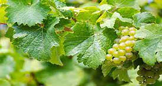 قطع اشک مو و روش قطع کردن اشک مو از درخت مو چگونه است قطع اشک مو ؛ روش قطع کردن اشک مو از درخت مو چگونه است