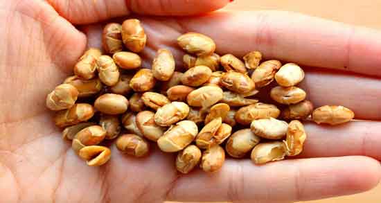 مصرف آجیل سویا در بارداری ؛ آیا خوردن آجیل سویا برای زن باردار مفید است یا خیر؟ مصرف آجیل سویا در بارداری ؛ آیا خوردن آجیل سویا برای زن باردار مفید است یا خیر؟