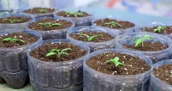 مصرف بامیه خام و ایا خوردن بامیه خام برای کنترل دیابت مفید است مصرف بامیه خام ؛ ایا خوردن بامیه خام برای کنترل دیابت مفید است