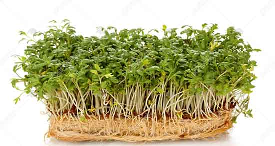 مصرف تره تیزک در بارداری و ایا گیاه تره تیزک برای جنین زنان باردار مفیده مصرف تره تیزک در بارداری ؛ ایا گیاه تره تیزک برای جنین زنان باردار مفیده