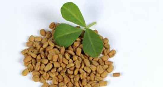 مصرف دانه شنبلیله در بارداری و ایا دانه شنبلیله برای زنان باردار مضره مصرف دانه شنبلیله در بارداری ؛ ایا دانه شنبلیله برای زنان باردار مضره