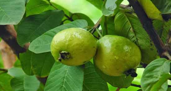 مصرف گواوا در بارداری و آیا خوردن میوه گواوا برای زن باردار مفید است یا مضر؟ مصرف گواوا در بارداری ؛ آیا خوردن میوه گواوا برای زن باردار مفید است یا مضر؟