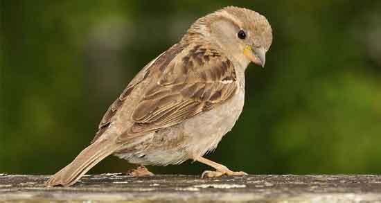 مصلح گوشت گنجشک و همه چیز درباره گوشت گنجشک و مصلح آن مصلح گوشت گنجشک ؛ همه چیز درباره گوشت گنجشک و مصلح آن