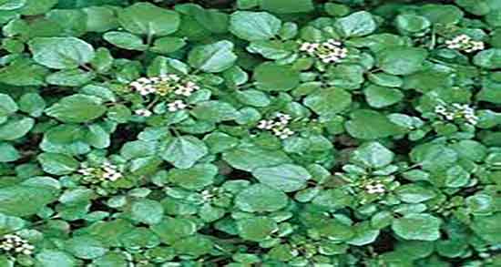 مضرات آب تره و عوارض مصرف اب تره برای یبوست زنان باردار چیست مضرات آب تره ؛ عوارض مصرف اب تره برای یبوست زنان باردار چیست