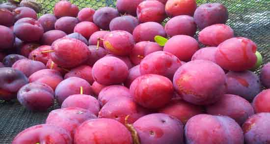 مضرات آلو قرمز ؛ خوردن آلو قرمز چه ضرری برای بدن دارد مضرات آلو قرمز ؛ خوردن آلو قرمز چه ضرری برای بدن دارد