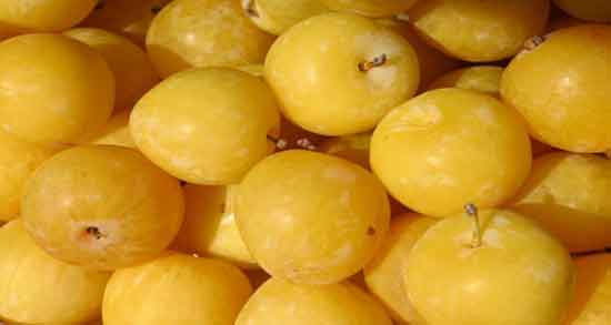 مضرات آلو قطره طلا و همه چیز درباره عوارض و مضرات خوردن آلو قطره طلا مضرات آلو قطره طلا ؛ همه چیز درباره عوارض و مضرات خوردن آلو قطره طلا