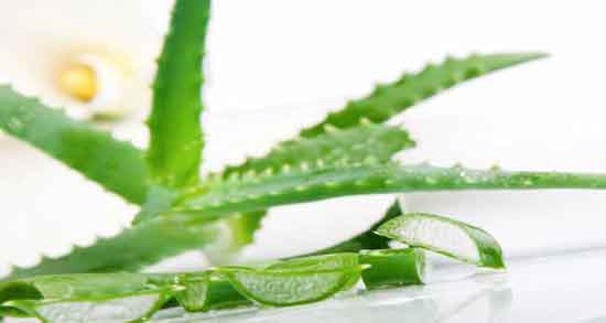 مضرات آلوورا برای پوست صورت و آشنایی با مضرات استفاده از ژل آلوورا برای پوست مضرات آلوورا برای پوست صورت ؛ آشنایی با مضرات استفاده از ژل آلوورا برای پوست
