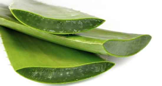 مضرات آلوورا برای پوست و استفاده از آلوورا برای چه نوع پوستی ضرر دارد مضرات آلوورا برای پوست ؛ استفاده از آلوورا برای چه نوع پوستی ضرر دارد