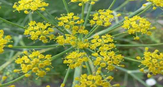 مضرات آنغوزه و خواص و عوارض مصرف انغوزه برای بدن انسان چیست مضرات آنغوزه ؛ خواص و عوارض مصرف انغوزه برای بدن انسان چیست