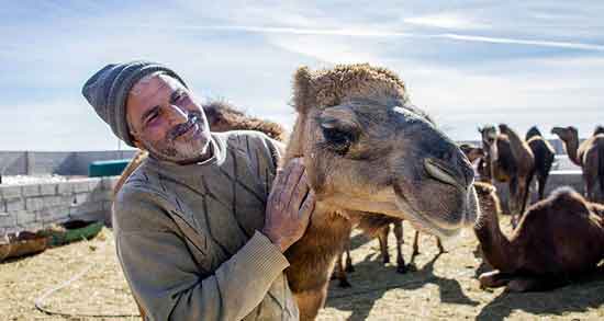 مضرات ادرار شتر و بررسی عوارض و مضرات مصرف ادرار شتر مضرات ادرار شتر ؛ بررسی عوارض و مضرات مصرف ادرار شتر