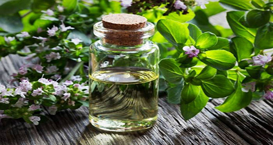 مضرات ارگانو ؛ عوارض مصرف ارگانو برای افراد دیابتی چیست مضرات ارگانو ؛ عوارض مصرف ارگانو برای افراد دیابتی چیست