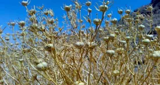 مضرات اسپند برای زن باردار ؛ آیا استفاده از اسپند برای زن باردار مضر است مضرات اسپند برای زن باردار ؛ آیا استفاده از اسپند برای زن باردار مضر است