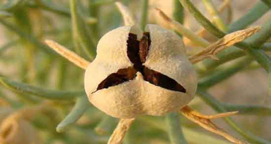 مضرات اسپند برای معده و آشنایی با مضرات مصرف اسپند برای بیماری های معده مضرات اسپند برای معده ؛ آشنایی با مضرات مصرف اسپند برای بیماری های معده