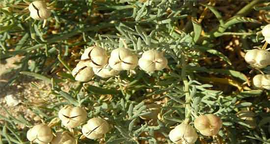 مضرات اسپند برای مو و همه چیز درباره مضرات استفاده از اسپند برای مو مضرات اسپند برای مو ؛ همه چیز درباره مضرات استفاده از اسپند برای مو