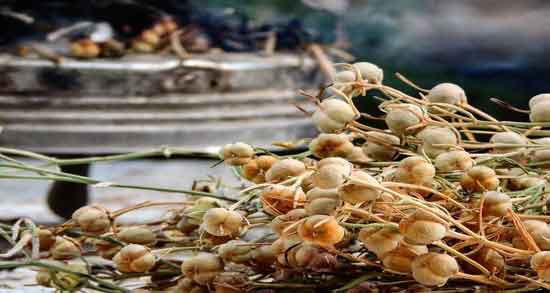 مضرات اسپند چیست و آشنایی با عوارض و مضرات استفاده از اسپند مضرات اسپند چیست ؛ آشنایی با عوارض و مضرات استفاده از اسپند