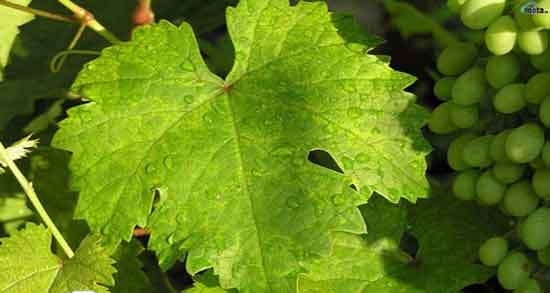 مضرات اشک مو و عوارض مصرف اشک مو برای پوست صورت چیست مضرات اشک مو ؛ عوارض مصرف اشک مو برای پوست صورت چیست