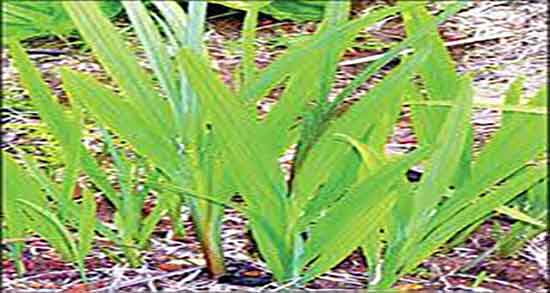 مضرات اگیر ترکی و خواص و مضرات اگیر ترکی برای لکنت زبان کودکان مضرات اگیر ترکی ؛ خواص و مضرات اگیر ترکی برای لکنت زبان کودکان