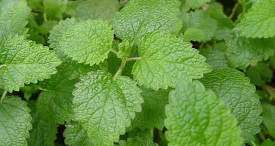 مضرات بادرنجبویه برای کودکان ؛ عوارض مصرف بادرنجبویه برای اطفال مضرات بادرنجبویه برای کودکان ؛ عوارض مصرف بادرنجبویه برای اطفال