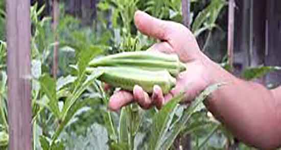 مضرات بامیه خورشتی و عوارض مصرف بامیه خورشتی برای زنان باردار مضرات بامیه خورشتی ؛ عوارض مصرف بامیه خورشتی برای زنان باردار