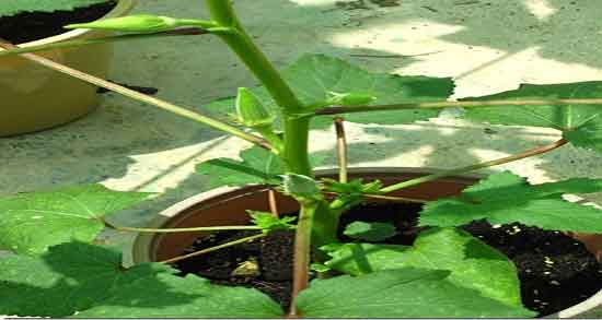 مضرات بامیه فریز شده و ایا خوردن بامیه فریز شده برای بدن انسان مضره مضرات بامیه فریز شده ؛ ایا خوردن بامیه فریز شده برای بدن انسان مضره