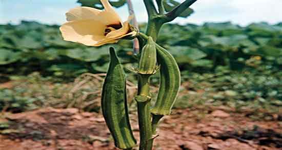 مضرات بامیه و عوارض و فواید مصرف بامیه برای زنان باردار چیست مضرات بامیه ؛ عوارض و فواید مصرف بامیه برای زنان باردار چیست