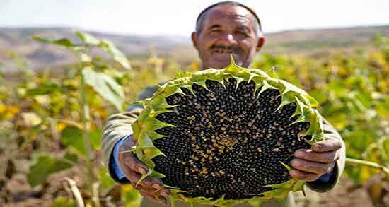 مضرات تخمه آفتابگردان برای دندان ؛ عوارض تخمه افتابگردان برای درد دندان مضرات تخمه آفتابگردان برای دندان ؛ عوارض تخمه افتابگردان برای درد دندان